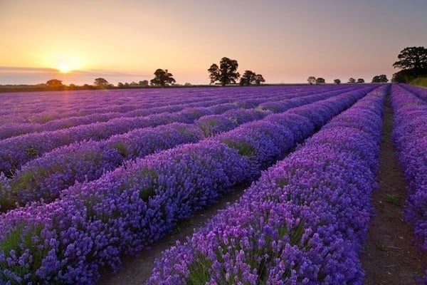 Cánh đồng hoa Lavender chạy đến cuối chân trời