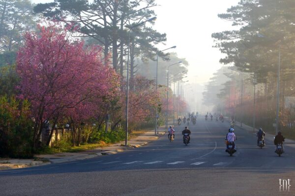 Ban trắng vào mùa, mai anh đào ngấp nghé chạm ngõ, Đà Lạt chưa bao giờ đẹp hơn thế - Ảnh 4