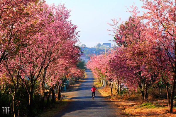 Lý do bạn nên đón Giáng Sinh tại Đà Lạt - Ảnh 5