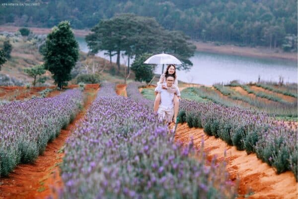 Cánh đồng Lavender - Ngỡ Provence thơ mộng