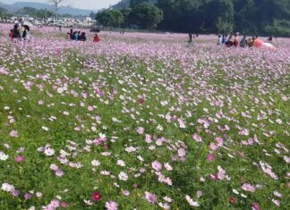 Hoa Cánh Bướm nở rộ