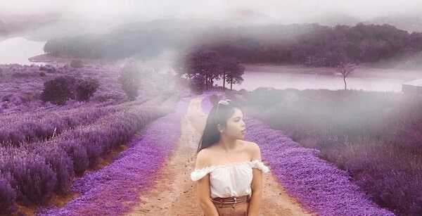 Cả một vùng trời tím đầy thương nhớ tại vườn hoa Lavender Đà Lạt