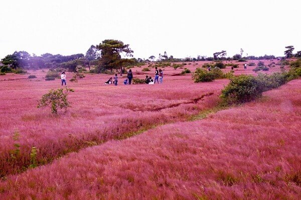 Đồi cỏ hồng tạo nên điểm nhấn giữa núi đồi