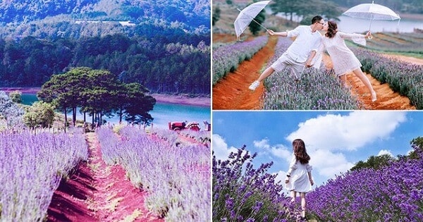 Cánh đồng hoa Lavender Đà Lạt mới, view siêu đẹp