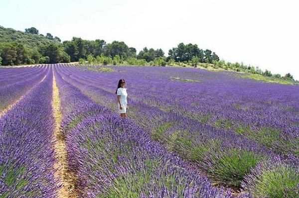 Tham quan vườn hoa Lavender Đà Lạt