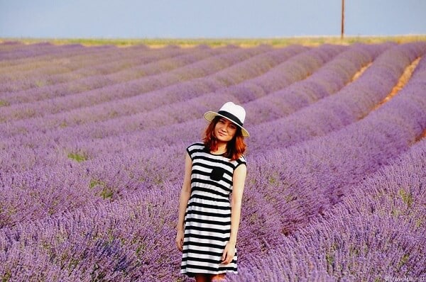 Đường đi cánh đồng hoa Lavender Đà Lạt