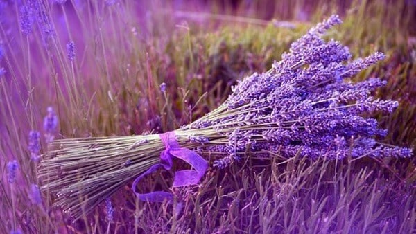 Sự tích hoa Lavender Đà Lạt