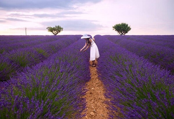 Vườn hoa Lavender cầu đất Đà Lạt