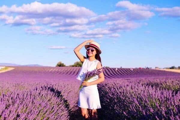 Hoa lavender Đà Lạt nở vào tháng mấy?