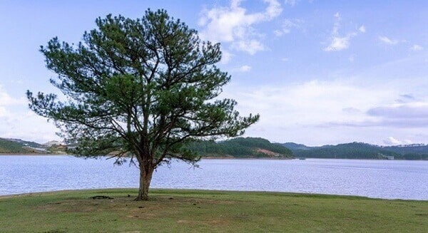 Đến cây Thông cô đơn để đón ánh nắng ban mai rọi trên nhánh cỏ thơm mát