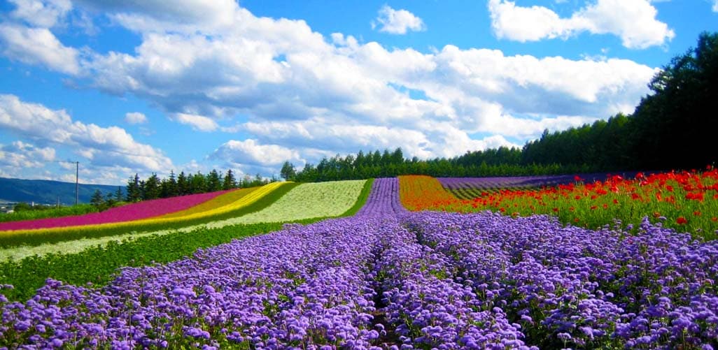 Vườn hoa ở Đà Lạt