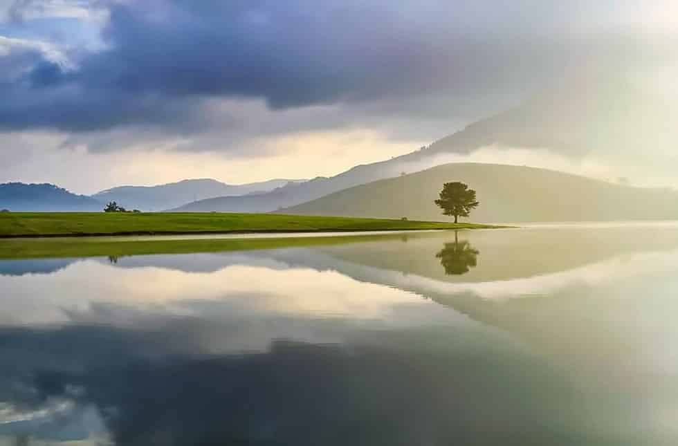 Cây Thông Cô Đơn