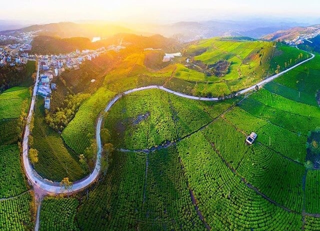 Đồi Chè Cầu Đất